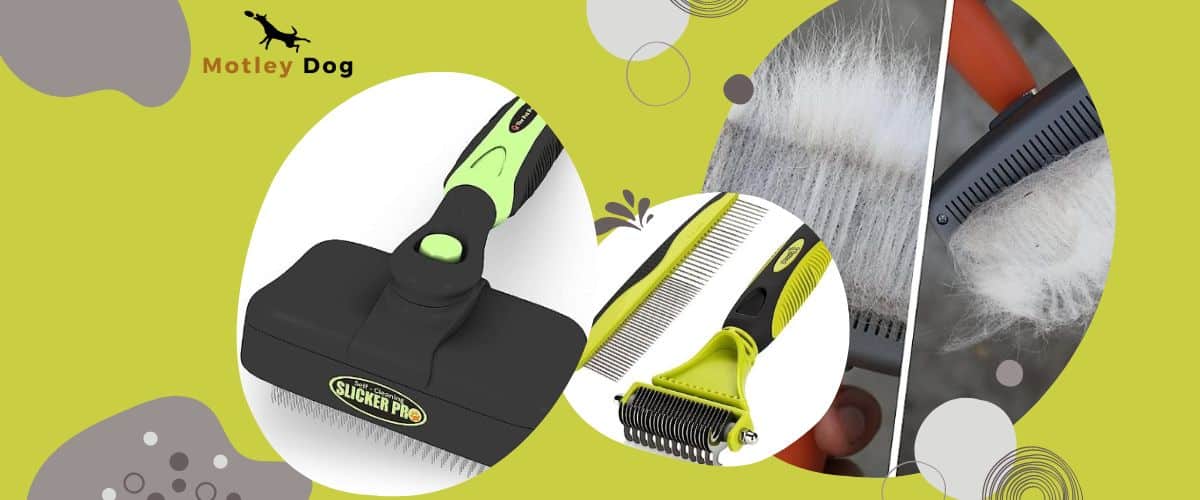 Belgian Malinois Love Motley Dog