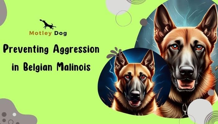 Preventing Aggression in Belgian Malinois
